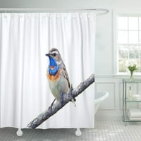 Бежов клюн красива BlueThroat Colorful оперение птицата е декор за баня за баня за баня душ завеса