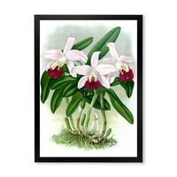 Дизайнарт' Бяла Реколта Орхидея Цвете И ' Традиционна Рамка Арт Принт