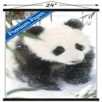 Животни - панда в стената плакат с дървена магнитна рамка, 22.375 34