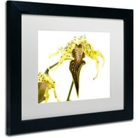 Търговска марка изобразително изкуство диво изглеждаща Орхидея платно изкуство от Курт Шафър, бял мат, черна рамка